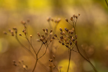 closeup of flowers with bokeh in rhoen, hesse, germany