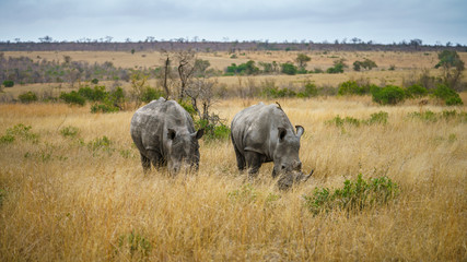 white rhinos in kruger national park, mpumalanga, south africa 21 © Christian B.
