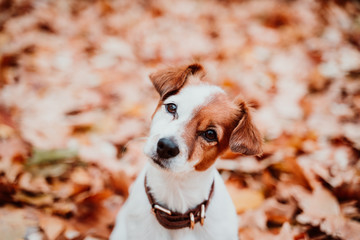 cute small jack russell dog sitting outdoors on brown leaves background. Autumn season