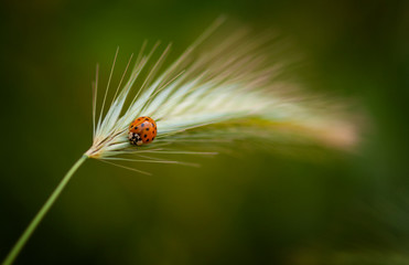 ladybug on a leaf
