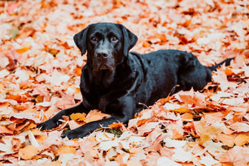 beautiful black labrador lying outdoors on brown leaves background. Autumn season