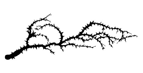 Branch of Blackthorn. Vector drawing