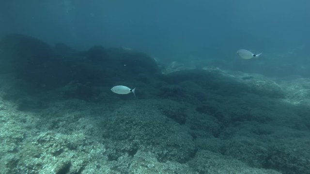 Two Seabream swimming above bottom covered with brown algae. Saddled Seabream, Saddle bream or Oblade (Oblada melanura) Mediterranean Sea