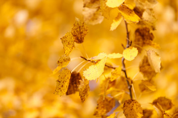 Golden tree leaves in autumn forest