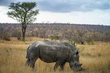 Fototapeta premium white rhinos in kruger national park, mpumalanga, south africa 49