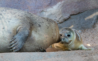 Fototapeta premium Cute Baby Seal