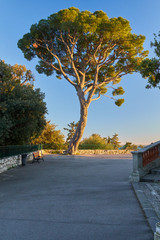 Pine tree in Nice