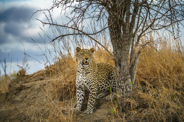 leopard in kruger national park, mpumalanga, south africa 155
