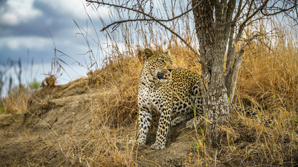leopard in kruger national park, mpumalanga, south africa 172