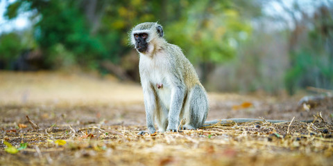 vervet monkey in kruger national park, mpumalanga, south africa 20