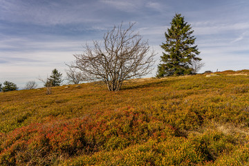 medows on wasserkuppe peak plateau in rhoen, hesse germany