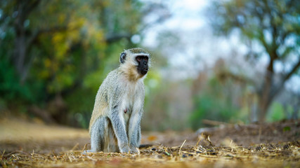 vervet monkey in kruger national park, mpumalanga, south africa 26