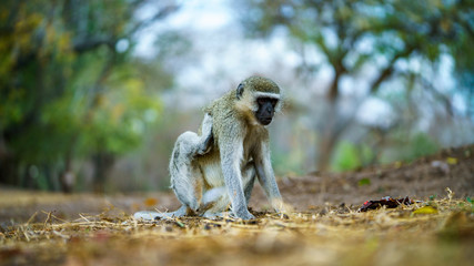 vervet monkey in kruger national park, mpumalanga, south africa 36