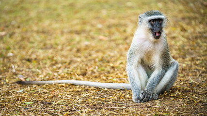 vervet monkey in kruger national park, mpumalanga, south africa 67