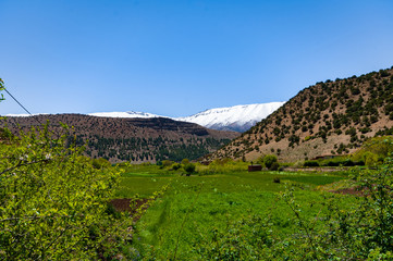 Fototapeta na wymiar Agriculture in high mountain of the Aït Bouguemez valley in Morocco