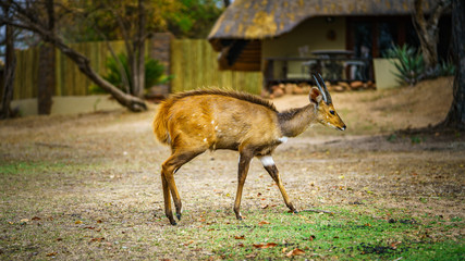 little antelope in kruger national park, mpumalanga, south africa 23