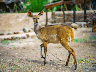 little antelope in kruger national park, mpumalanga, south africa 26