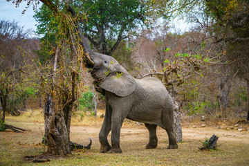 elephant in kruger national park, mpumalanga, south africa 42