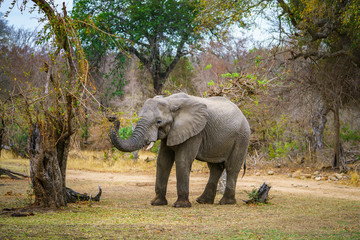 elephant in kruger national park, mpumalanga, south africa 64