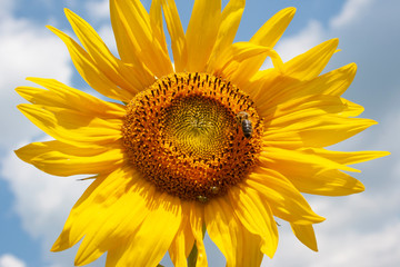 Close up of a sunflower with a bee