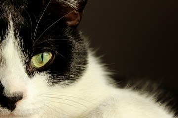 Cropped shot of tuxedo cat. Pets, animals concept. Black cat over dark background, close up.  
