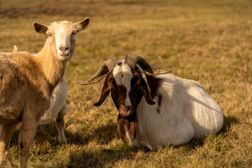 Obraz premium sheep on medows of wasserkuppe peak