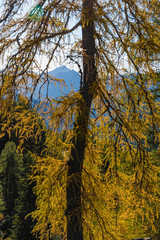 yellow larch tree in autumn