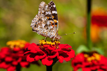 Obraz premium Portrait of painted lady butterfly on the red flower in the summer garden