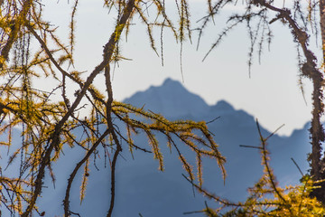 branches of a larch tree in autumn with mountain in the background