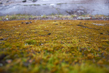 moss