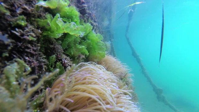 sea lettuce, sea anemone, animal, marine, actinaria, underwater, blue, water, sea, ocean, sea flower, moving, nature, fish, coral, background, reef, scuba, diving, summer, travel, snorkeling, acquatic