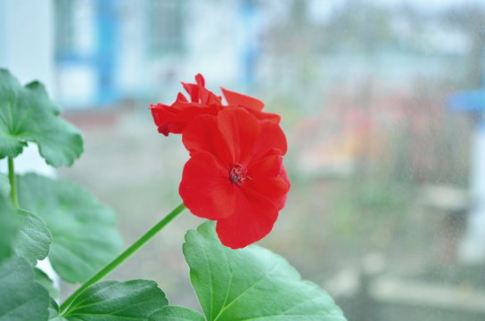 awesome red flower ivan and mariya
