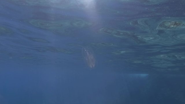 Comb Jelly swims in the blue water in sunray. American comb jelly, Warty Comb Jelly or Sea Walnut (Mnemiopsis leidyi) Underwater shot. Mediterranean Sea, Europe.