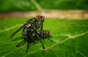 fly on a leaf