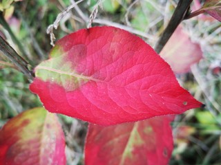 red leaf 