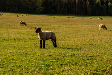 sheep on medows of wasserkuppe peak