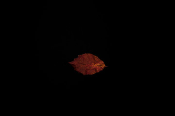 autumn leaves on black backdrop