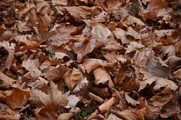 Feuille morte