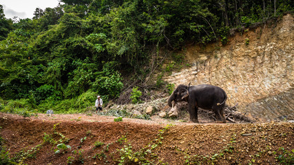 Elefant und Halter bei der Arbeit 