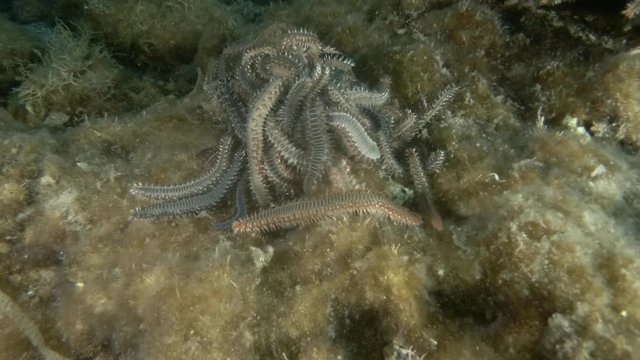 A lot of fireworms in mating season. Close up, Real timing. Bearded Fireworm (Hermodice carunculata) Underwater shot. Mediterranean Sea, Europe.