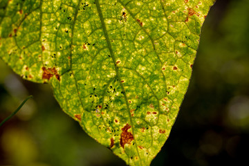 Dark green foliage of a healthy plant with serrated leaves glistening with raindrops. Low key, horizontal background or banner. The green leaves of the tree