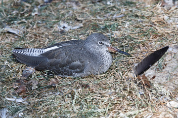 Der Strandläufer, Knutt Calidris canutus am brüten