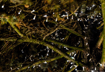 Christmas holidays.Illuminating lights of a garland in the branches of pine outdoor at winter night