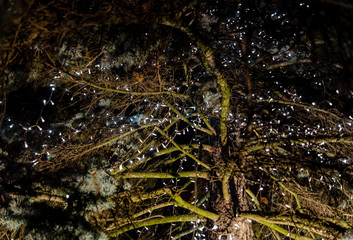 Christmas holidays.Illuminating lights of a garland in the branches of pine outdoor at winter night