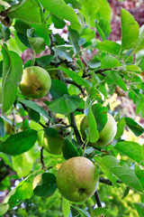 Grüne Äpfel hängen am Apfelbaum - Golden Delicius