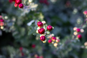 Red flower sprouts. Red Rose Bud - Single red rose bud growing with greenery in the background. Selective focus on the flower bud. The unopened flower