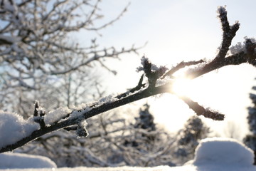 frozen branch in the winter sunset