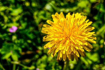 Flower of name Wild Dandelion on grass background. Wild flower, fresh, yellow