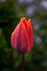 Close-up of a red tulip