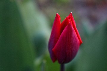 Close-up of a red tulip